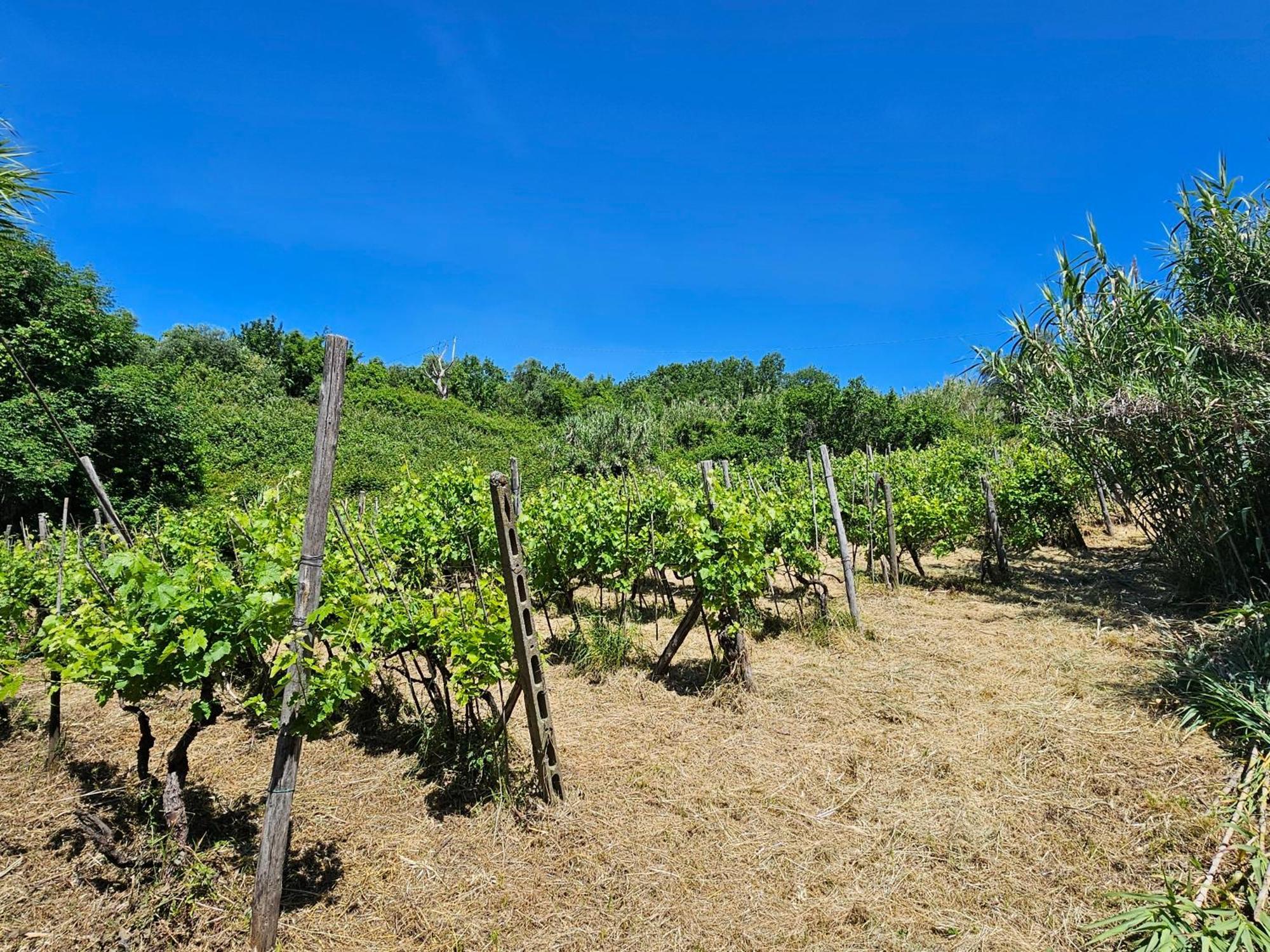 Poderi Lenzi Villa Лука Екстериор снимка